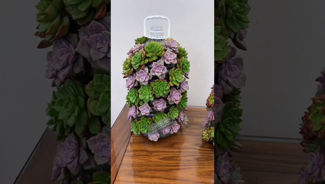 Suculenta #jardinagem #diy