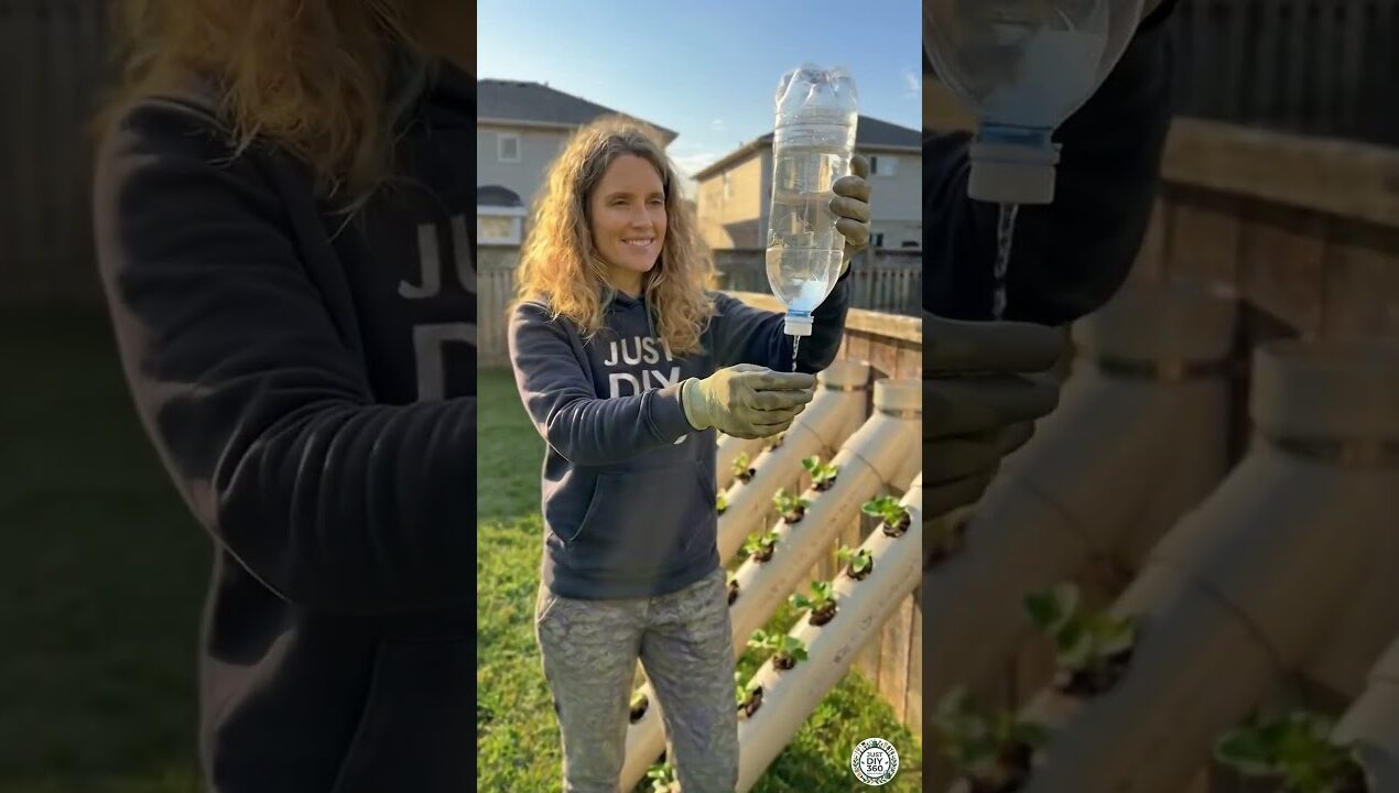 DIY Organic Strawberry Setup with PVC Pipes & Automatic Watering System
