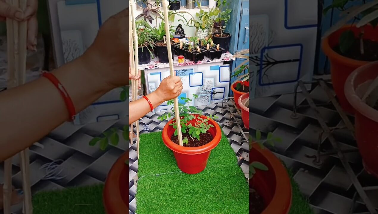 “Your Aparajita Plant Needs This Trellis!|Simple DIY Support Idea” #diy #garden #plants #aprajita