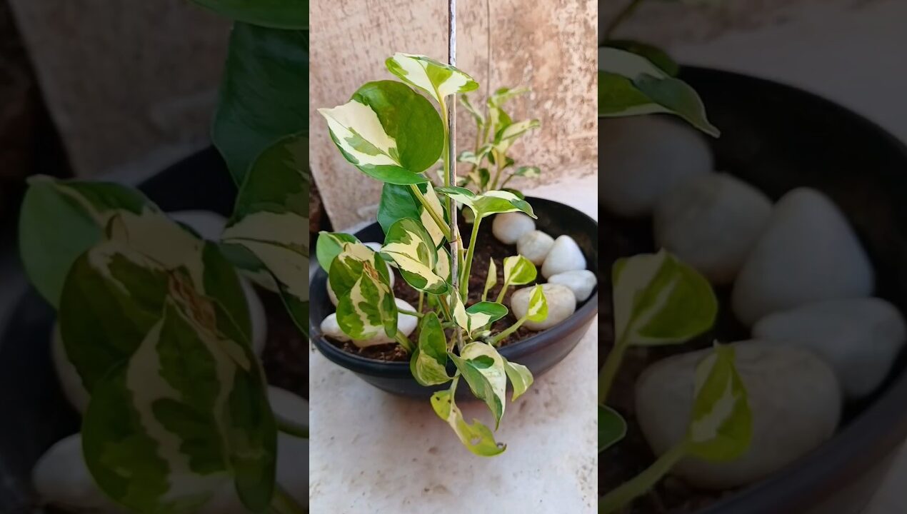 Easy Diy Trellis Idea for Money Plant🌱 #trellis #creativegardening #moneyplant #shortsfeed