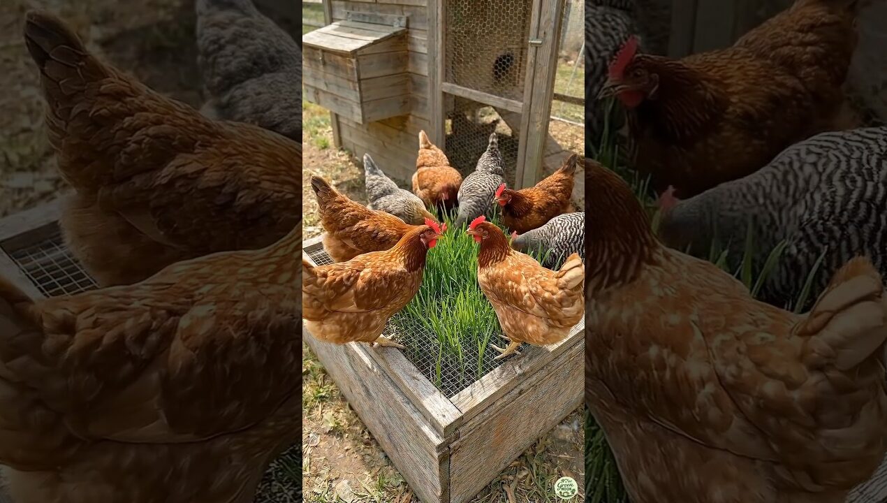 This Chicken Grazing Box Saves So Much Feed 😳 #coop #shorts
