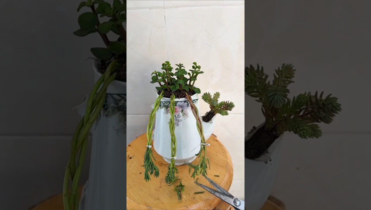 Creative garden idea grow portulaca flowers it will very pretty #short #flowerplant #portulacaflower