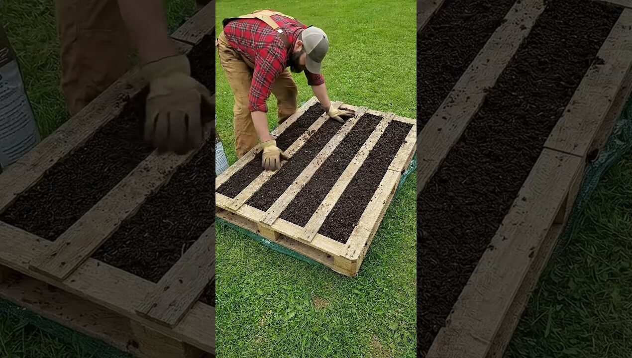 Never dig garden beds again! Genius onion planting in a pallet 🧅🔥 #garden #gardening