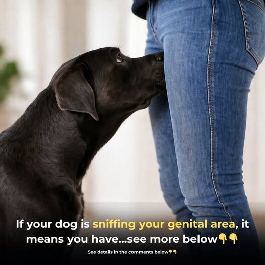 Inside the Sniff: Why Dogs Target the Genital Area (And What They Are Actually Learning)