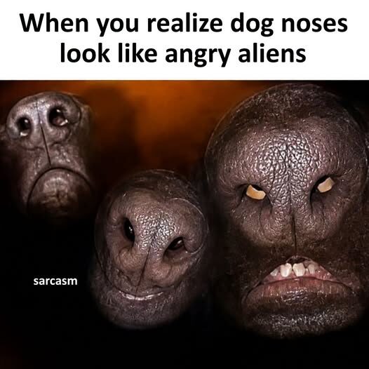 When You Realize Dog Noses Look Like Angry Aliens!
